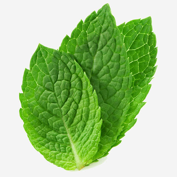 三片薄荷叶