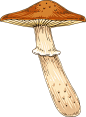 手绘秋季森林植物树叶蘑菇菌类蜗牛卡通免扣PNG图案 AI矢量素材 (7)