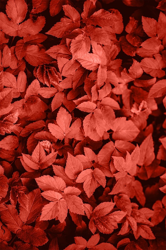 自然背景树叶图片红色叶子纹理背景