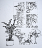 钢笔手绘巴黎建筑-------植物配景13         陈新生作品: 