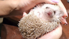 【Dog Meets Hedgehog-...