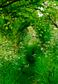 Forest Path, The Enchanted Woods