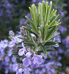 我特法油采集到花