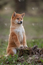 狗,小狗,红色,日本柴犬,自然美,幼小动物,垂直画幅,褐色,夏天,户外