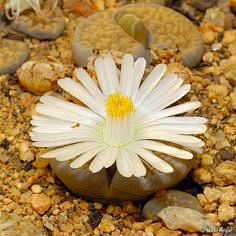 Lithops salicola