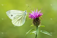 大白蝴蝶,大白猪,白蝴蝶,野生动物,肖像,环境保护,翅膀,动物,春天,夏天