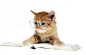 认真学习的猫,眼镜,书,小猫图片