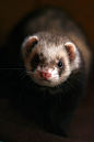 Photograph Ferret 