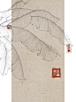 芭蕉叶‖白描线稿