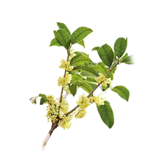 水彩手绘桂花免抠png图片 中国古风中秋唯美装饰透明背景ps素材 (66)