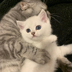 鼠！鼠！鼠！采集到猫