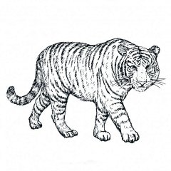 手绘逼真的老虎黑白插画矢量图设计素材