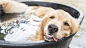 Keeping-Dogs-Cool-in-Summer-900x500.jpg (900×500)