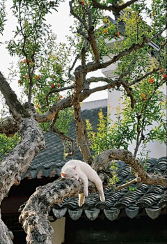 兰蓝樱采集到乡村.街道.古镇.自然.风光.建筑