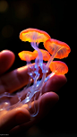 amazing nature photo, holding delicate translucent neon slime fungus, extreme close-up