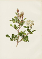 Ellen Wilmott Rose Prints Genus Rosa 1914