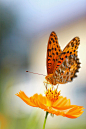 Photograph Indian Fritillary_02 