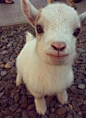 AWWW BABY GOAT!!!