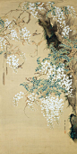 Taki Katei, Bird and Wisteria, Tokyo Fuji Art Museum: 