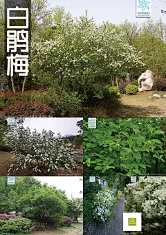 落叶灌木19 白鹃梅 武汉常用植物