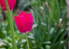 一个单一的郁金香花的特写与模糊的花作为背景，春天的壁纸，选择性焦点，彩色的郁金香田