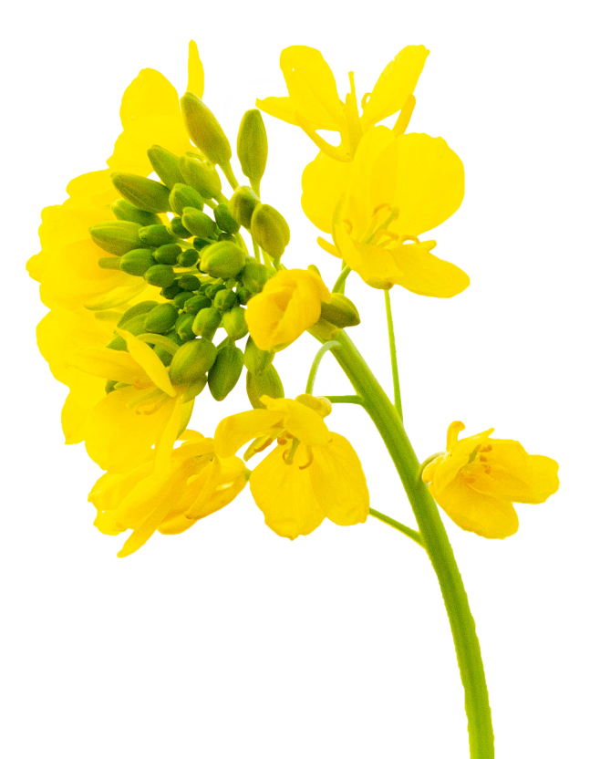 油菜花