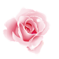 PNG 花朵 花 玫瑰 粉色玫瑰