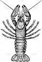 小龙虾,白色,矢量,甲壳动物,图像,代表,雕刻图像,黑色,小的,复古