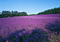 普罗旺斯一望无际的紫色花海