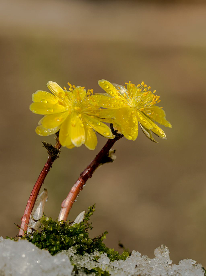 冰凌花，学名：侧金盏花（AdonisamurensisRegeletRadde），毛莨科（Ranunculaceae）侧金盏花属（Adonis ...