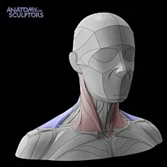 人体肌肉-3D解剖-绘画参考-928323