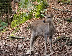 魏斯托神女,鹿,狍,宁静,野生动物,水平画幅,家畜,无人,纯洁,森林