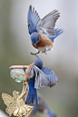 ❤   Awesome shot of my favorite, bluebirds!