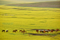 [原创]呼伦贝尔草原—莫日格勒河（29图） - 怡情行摄 - 怡情行摄的图片博客