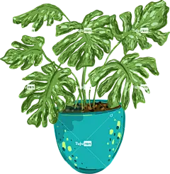 植物 树叶 自然 内部的 植物群 园艺 花 绿色 艺术 家