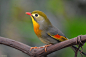 Kingdom Animalia, Red-Billed Leiothrix (by TerribleTer)