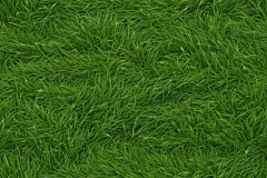 自然风光青草图片