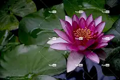 睡 花卉背景 自然 莲 美丽的花朵 花壁纸 花