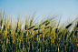 field-wheat-16015