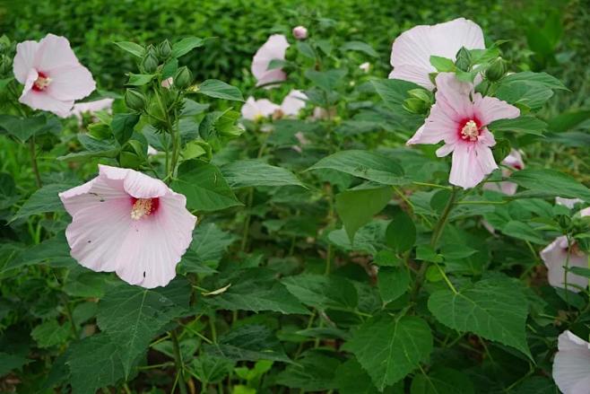 木芙蓉叶木芙蓉hibiscusmutabilis