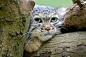 Pallas Cat (Otocolobus manul) --- "I hate Mondays.........going back to sleep now."