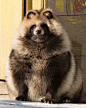 —— 日本貉 就是在日语里被叫做“狸猫（タヌキ）”的动物。m]