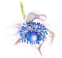 花PNG
