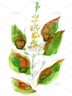 油菜花花朵