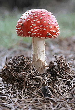 小区多多公众号采集到mushroom