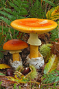 蘑菇蘑菇， 凯撒的蘑菇