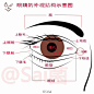 #绘画学习#  给大家分享一组人物面部五官结构绘制图，转给需要的伙伴们吧~ #插画艺术作品# #设计秀# ​​​​