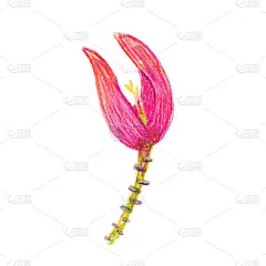 粉红色的花。孤立在白色背景上。