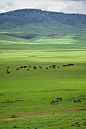 坦桑尼亚恩戈罗戈罗火山口，马赛人和斑马一起放牧图片下载