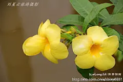 我在海南琼海租住的绿色生态小区什么样实拍, 刘星云旅游攻略